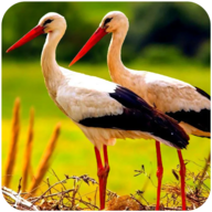 终极仙鹤模拟器（TheWhiteStork）